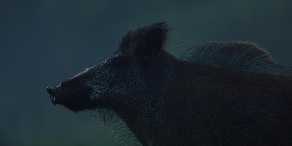 Spooktocht kan niet doorgaan vanwege wilde zwijnen