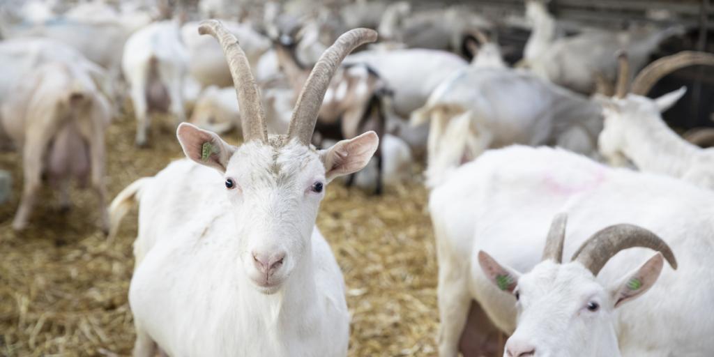 Geitenboer Grooten uit Ransdaal vrijgesproken