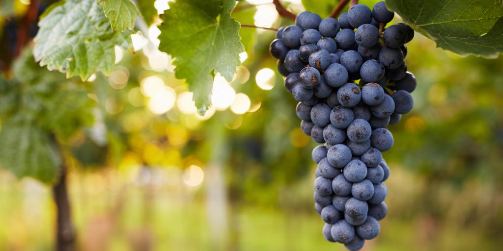 Bewaren tegen uitbreiding wijngoed De Vrakelberg