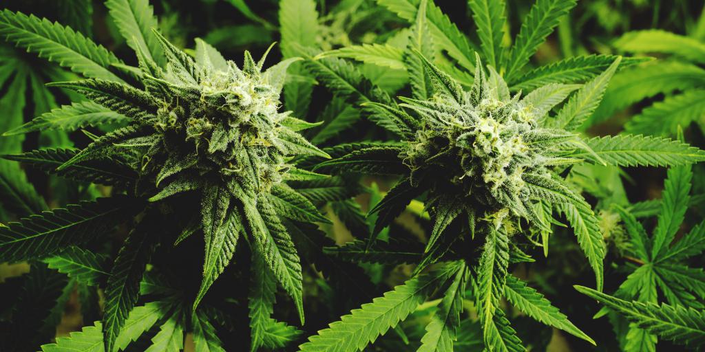 De zwijgende hennepknippers van Oirsbeek en de geheime opdrachtgever