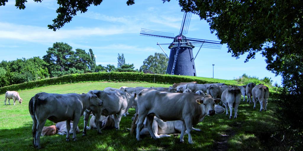 Molen Ubachsberg centraal tijdens wandeltocht
