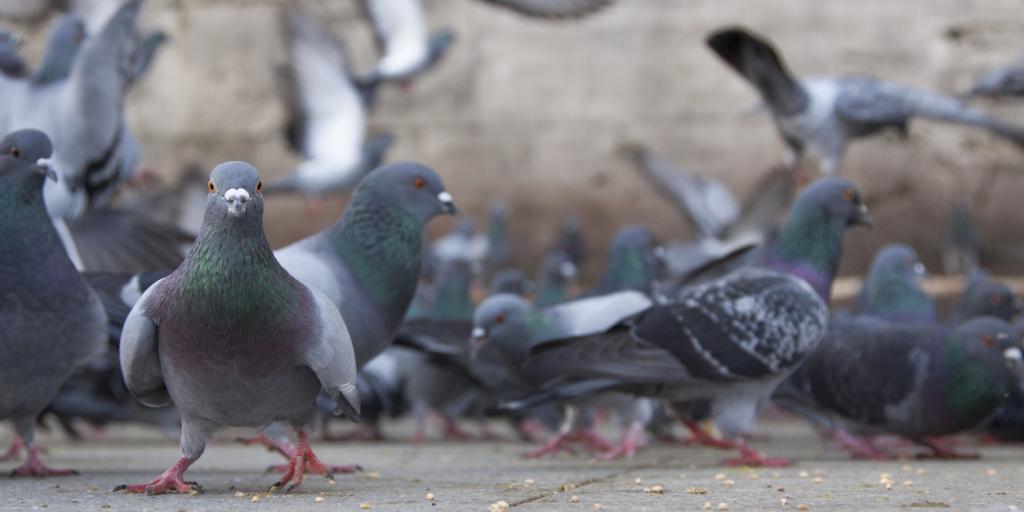 Vogels voeren bij winkelcentrum Nieuwenhagen verboden
