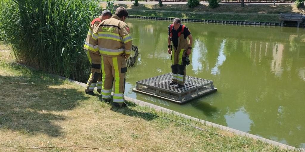 Kuikens uit riool gered in Wijnandsrade