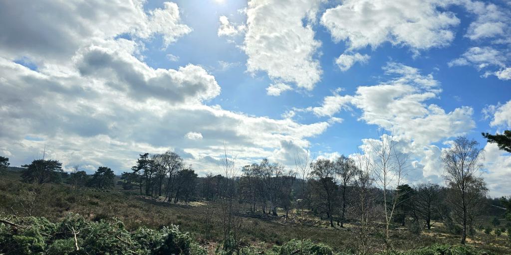 Amerikaanse eik moet plaats maken voor hoogveenbos