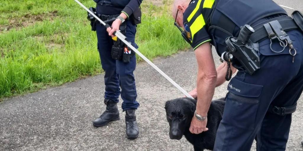 Politie haalt hond van N300