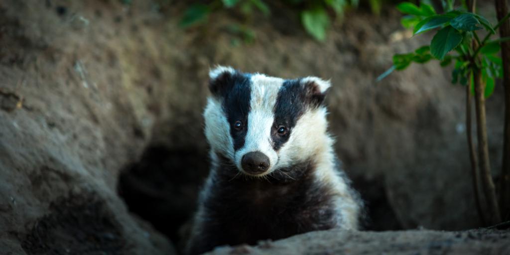 Bouwwerkzaamheden in Schimmert stilgelegd vanwege dassenburcht