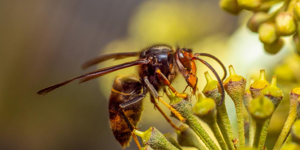 Verwijderen nest met hoornaars verloopt anders dan verwacht