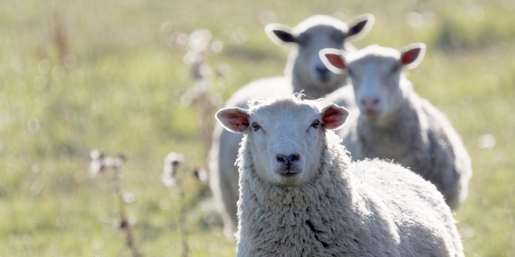 Schapenhouders in Parkstad getroffen door blauwtong