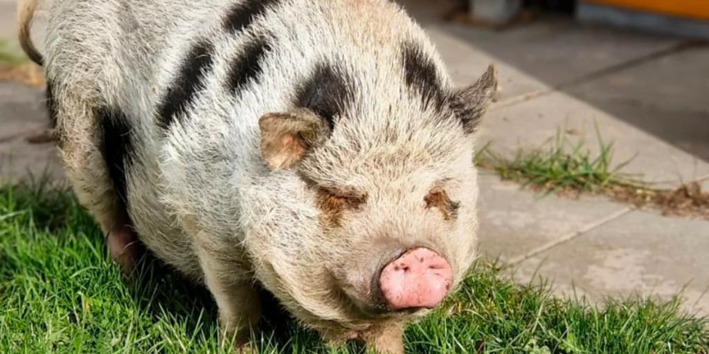 Varken Toos heeft een nieuw thuis