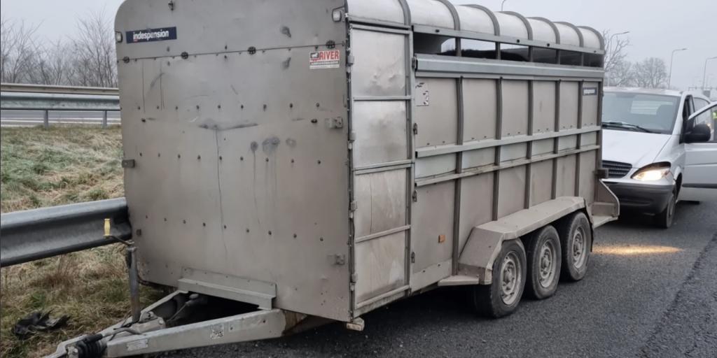 Runderen stranden op autosnelweg bij Schinnen