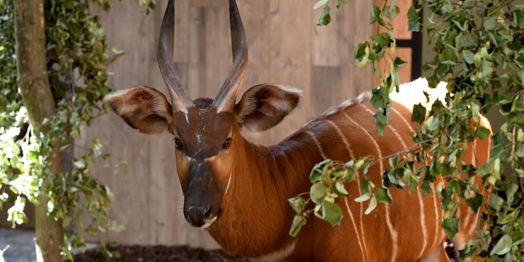 Bedreigde bergbongo's keren terug in GaiaZOO