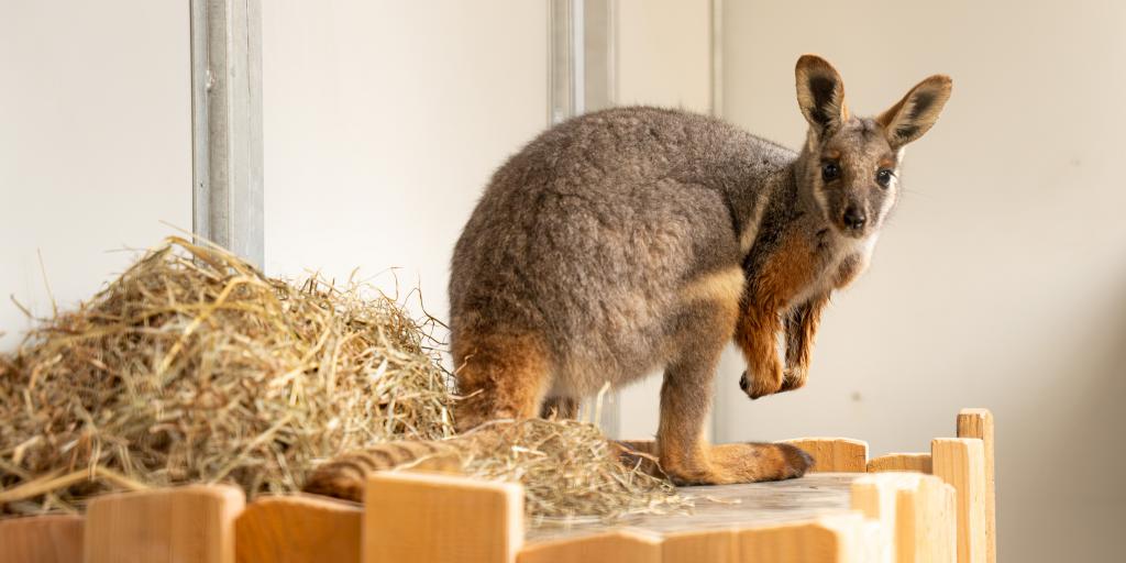 Eerste geelvoet-rotswallaby in Nederland