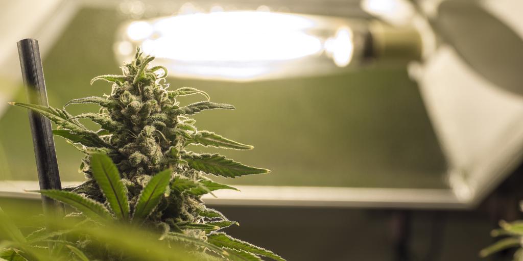 Hennepplantage met 185 planten ontdekt in Kerkrade