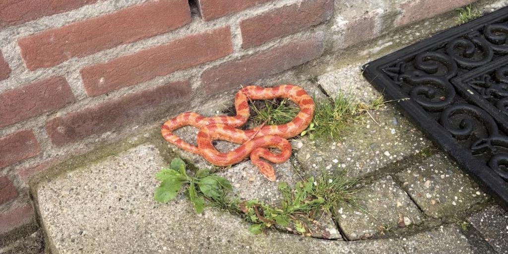 Katten spelen met ontsnapte slang