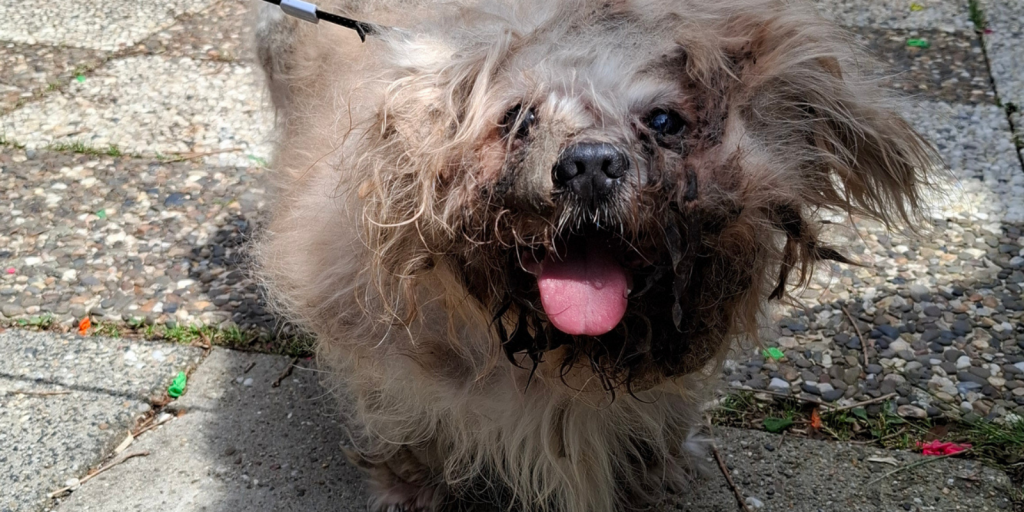 Ernstig verwaarloosde hond in beslag genomen en naar dierenarts gebracht