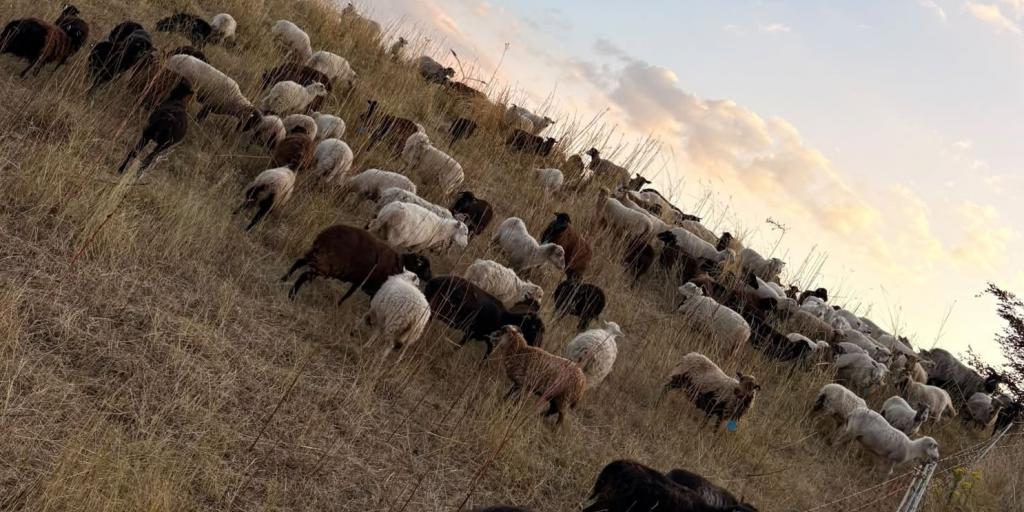 Jongeren zouden schapen bekogelen en opjagen: beheerder doet aangifte