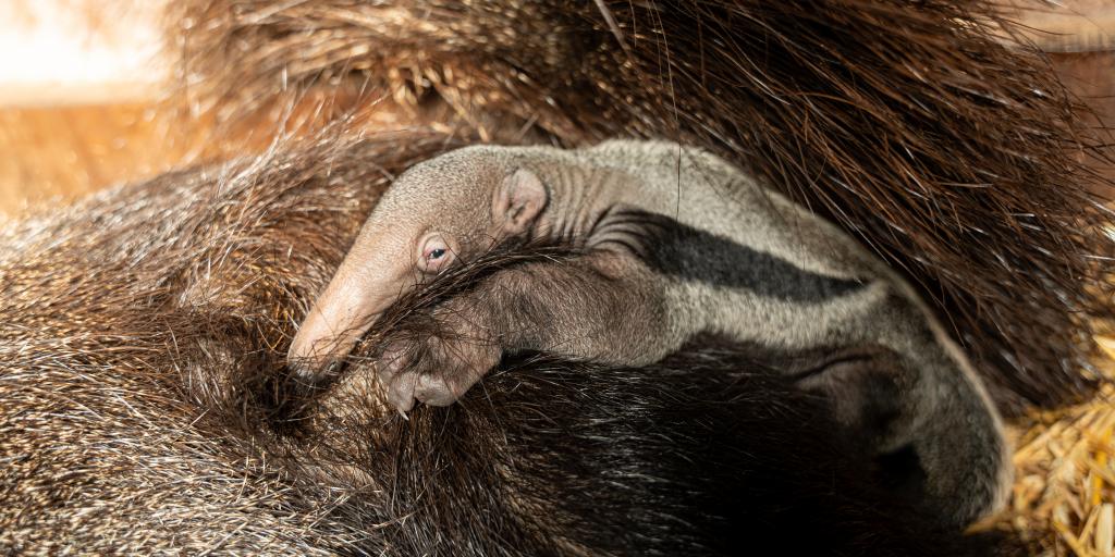 Reuzenmiereneter geboren in GaiaZOO Kerkrade