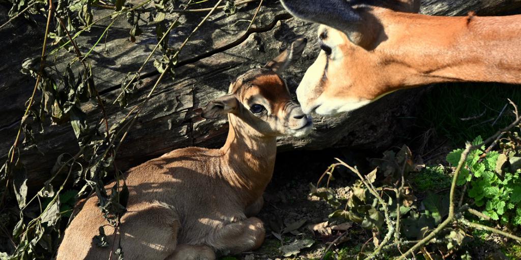 Eerste Mhorrgazelle geboren in GaiaZOO